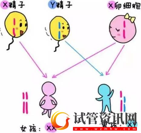 男性能够产生两种精子