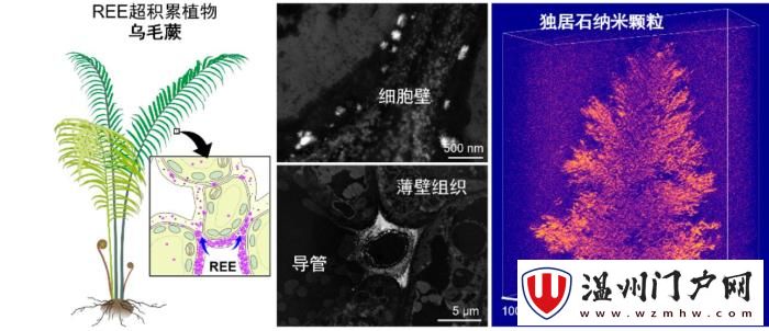 中国团队首次在蕨类植物中发现稀土成矿现象 助力稀土可持续利用