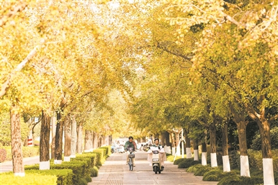 这些地方银杏飘金，总有一个离你家近