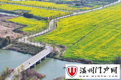 春日至，花信来！温州三垟湿地迎来最美“黄金季节”