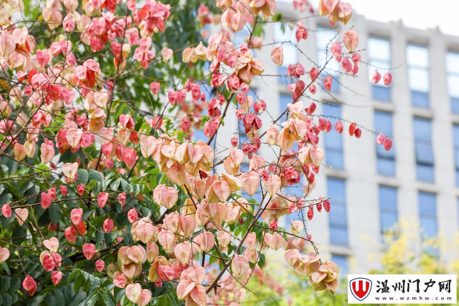 抬头遇见秋！黄山栾树扮靓温州城市街景